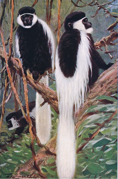 Guereza, illustration de Wildlife of the World, c.1910 - Wilhelm Kuhnert