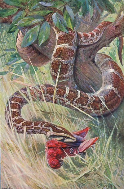 Python indien, de Wildlife of the World publié par Frederick Warne & Co, vers 1900 - Wilhelm Kuhnert