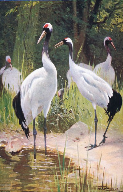 Grue de Mandchourie, de Wildlife of the World publié par Frederick Warne & Co, vers 1900 - Wilhelm Kuhnert