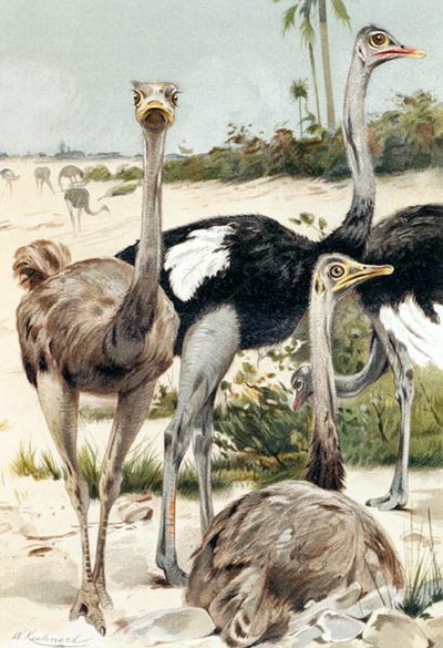 Autruche, planche de "Brehms Tierleben : Connaissance générale du règne animal", vol.6, p.691, publié par Bibliographisches Institut - Wilhelm Kuhnert