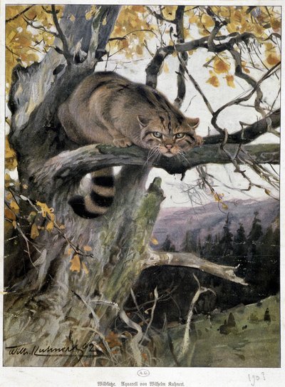 Chat sauvage - Aquarelle de Wilhelm Ruhnert - Wilhelm Kuhnert