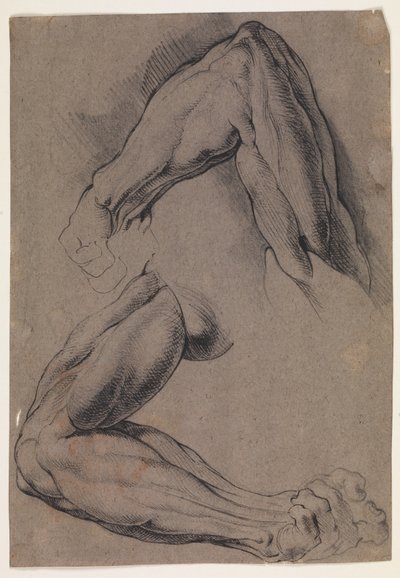Étude anatomique (écorché). Deux études du bras gauche écorché d