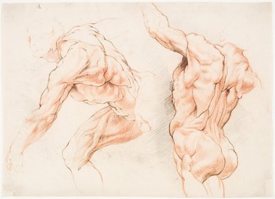 Deux études anatomiques d