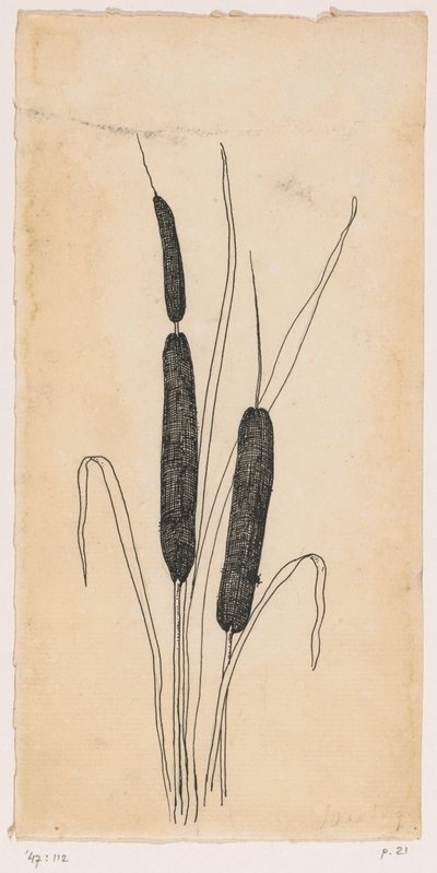 Massettes - Willem Wenckebach