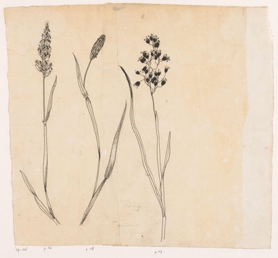 Flouve odorante, fléole et agrostide - Willem Wenckebach