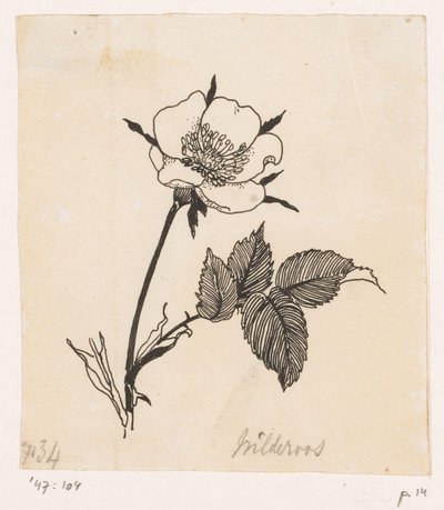 Églantine - Willem Wenckebach