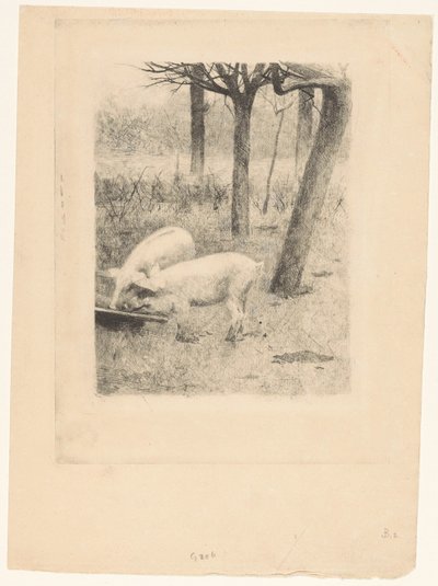 Deux cochons près d