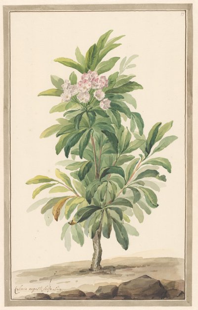 Lepelboom à feuilles étroites dans un paysage (Kalmia Angustifolia) - Willem van Leen (attributed to)