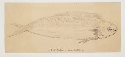 WD 961 f.24 - William Alexander