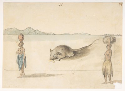 Souris. Habitants probablement de St. Jago. Au dos : Poulpe. 