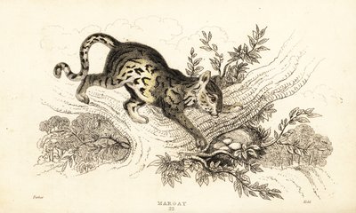 Margay, Leopardus wiedii, 1834 - William Alexander Forbes