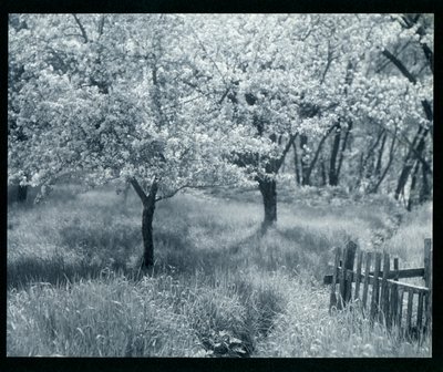 Pommiers en fleurs - William B. Post