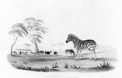 Equus burchelli, ou zèbre de Burchell, de 