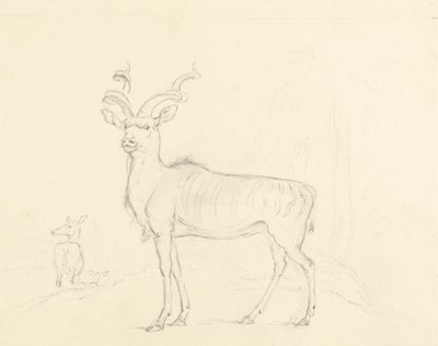 Le Koodoo - William Daniell