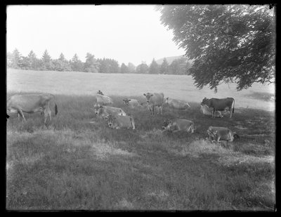 Vaches se reposant sous un arbre, probablement la ferme McCready, comté de Crawford, Pennsylvanie, c.1913 - William Davis Hassler
