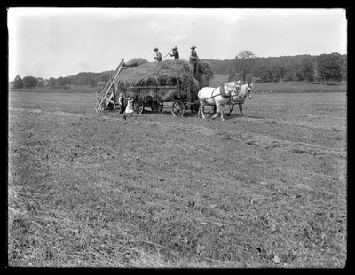 Travailleurs agricoles chargeant du foin sur un chariot tiré par des chevaux, ferme McCready, comté de Crawford, Pennsylvanie, c.1913 - William Davis Hassler