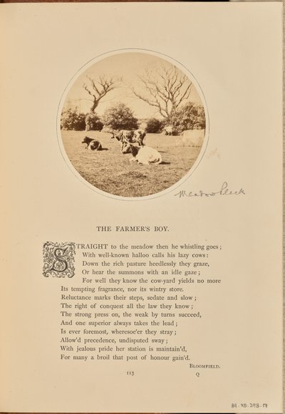 [Scène pastorale avec du bétail se reposant dans un champ, Angleterre]. - William Grundy