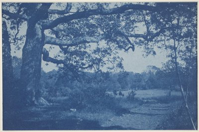 Grand Chêne au Bord du Pré - William H. Cades