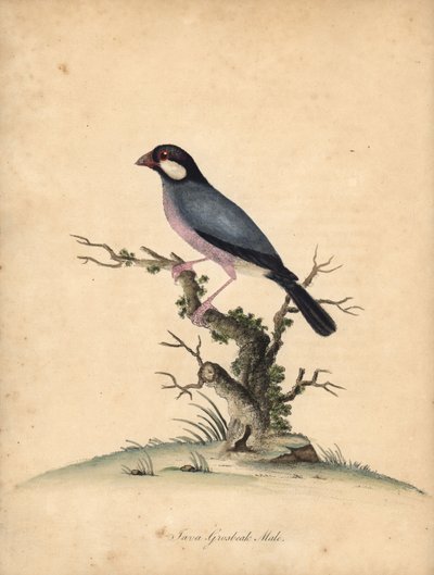 Moineau de Java, Lonchura oryzivora. Vulnérable. (Gros-bec de Java, Loxea oryxivora) Gravure à la main en couleur d