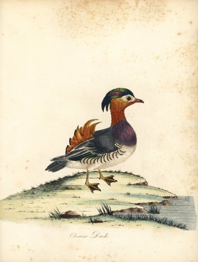 Canard mandarin, Aix galericulata. Gravure à la main en couleur d