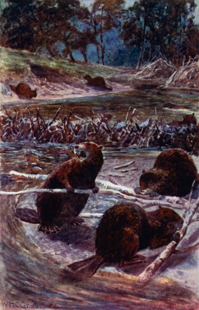 Ils construisent un barrage sur le ruisseau - William Henry Charles Groome