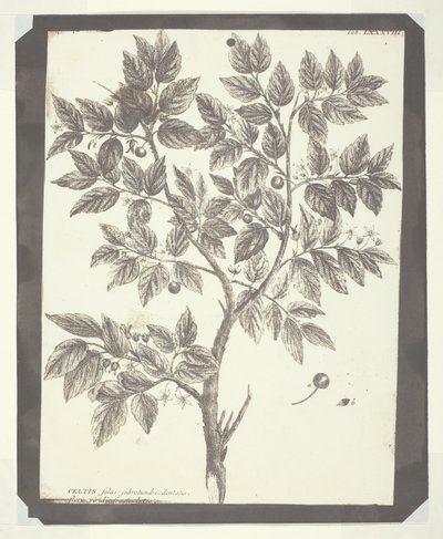 Copie de gravure botanique de "Celtis" - William Henry Fox Talbot
