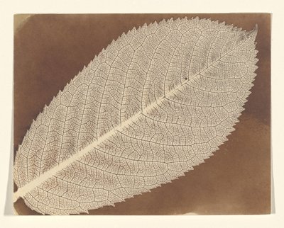 [Feuille] - William Henry Fox Talbot