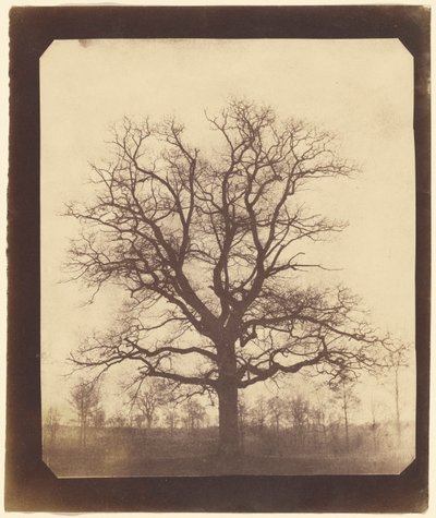 Chêne en hiver - William Henry Fox Talbot