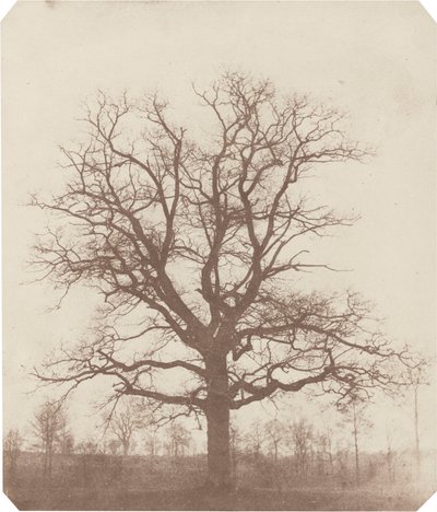 Chêne, milieu des années 1840 (photo) - William Henry Fox Talbot