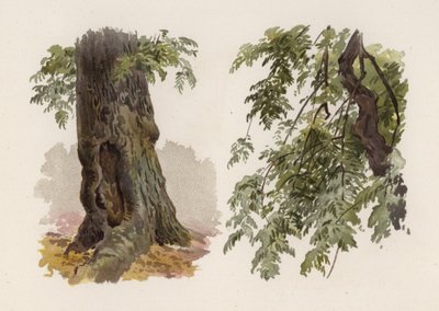 Arbres : Le frêne - William Henry James (after) Boot
