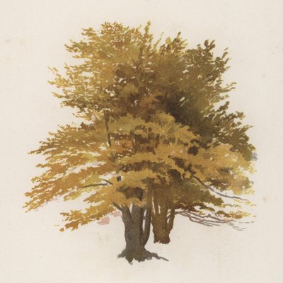 Arbres : Le hêtre - William Henry James (after) Boot