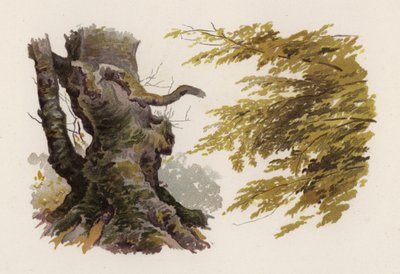 Arbres : Le Hêtre (lithographie en couleur) - William Henry James (after) Boot