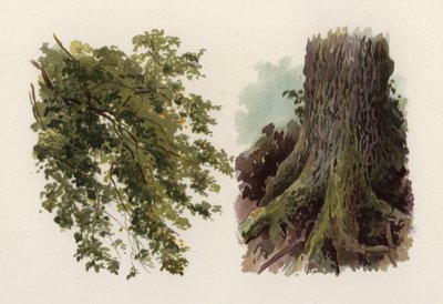 Arbres : L