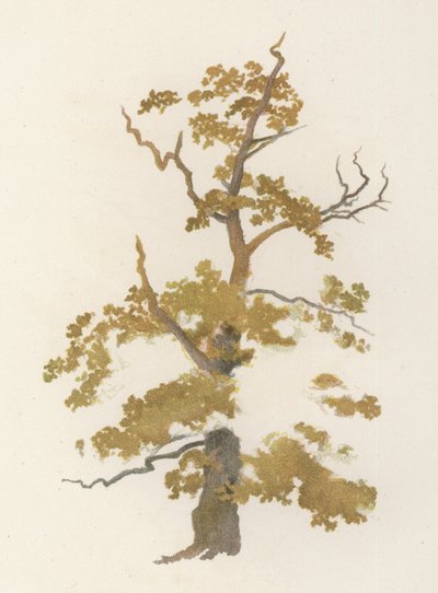 Arbres : Le Chêne (lithographie en couleur) - William Henry James (after) Boot