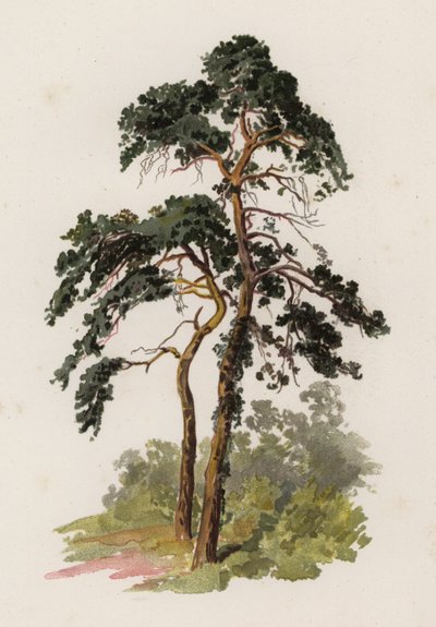 Arbres : Le pin écossais - William Henry James (after) Boot