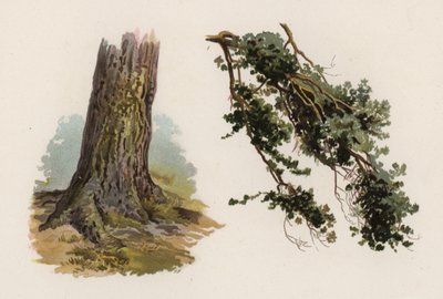 Arbres : Le Pin d