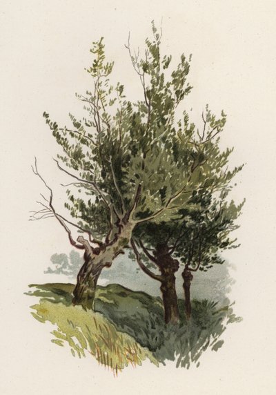 Arbres : Le Saule - William Henry James (after) Boot