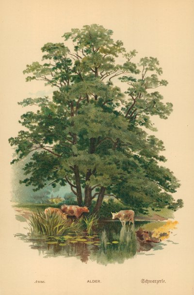 Aulne - William Henry James Boot