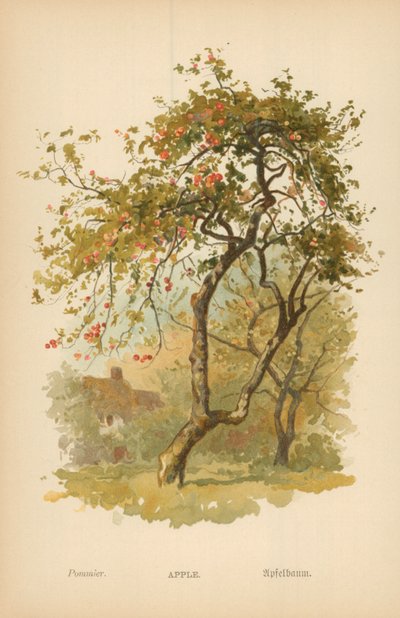 Pomme - William Henry James Boot