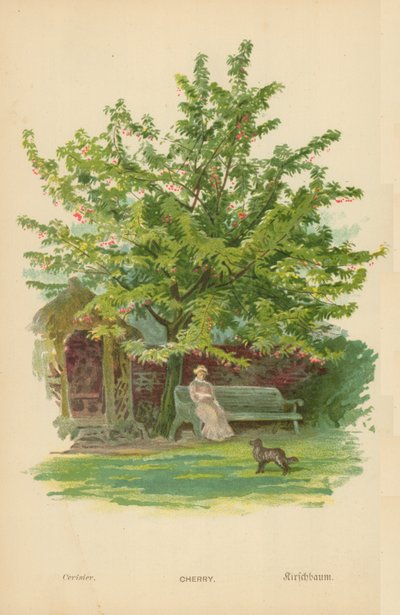 Cerise - William Henry James Boot