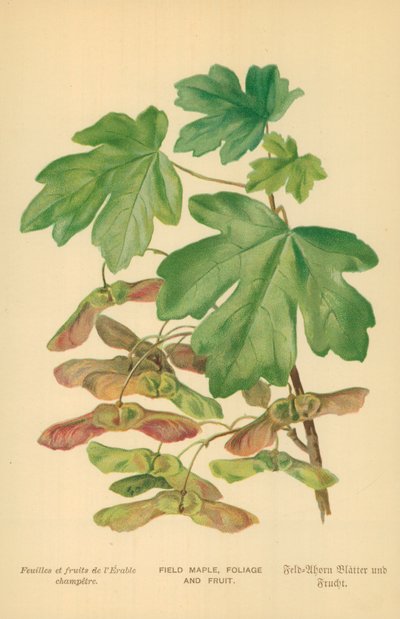 Érable champêtre, feuillage et fruit - William Henry James Boot
