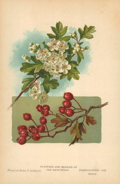 Fleurs et baies de l