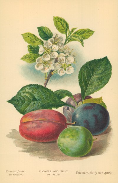 Fleurs et fruits de prunier - William Henry James Boot