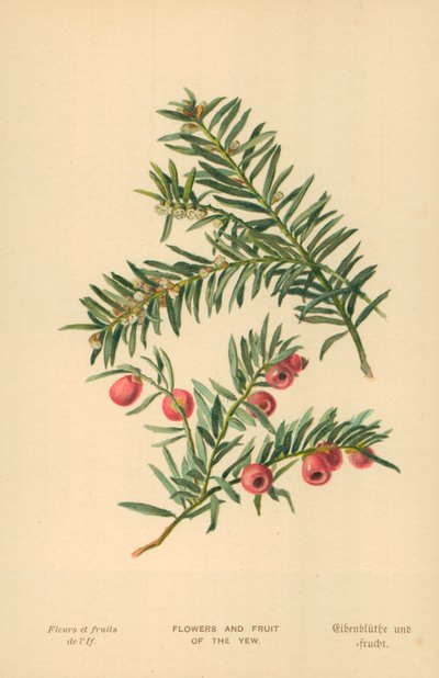 Fleurs et fruits de l