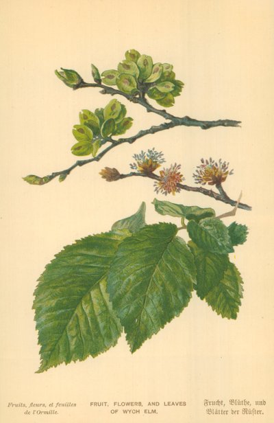Fruits, fleurs et feuilles d