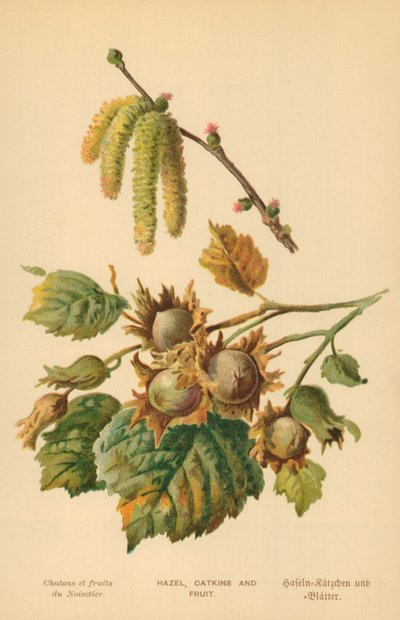 Noisetier, chatons et fruits - William Henry James Boot