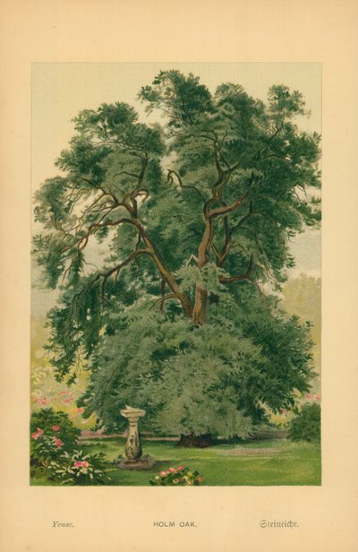 Chêne vert - William Henry James Boot