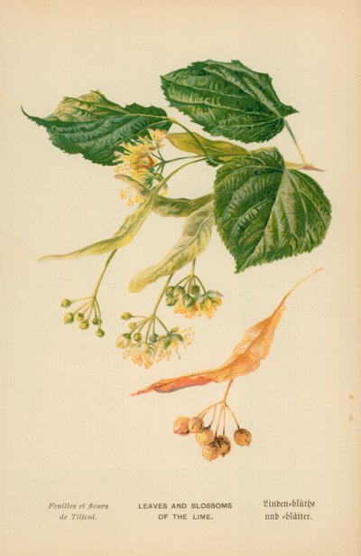 Feuilles et fleurs du tilleul - William Henry James Boot