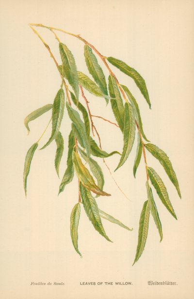 Feuilles de saule - William Henry James Boot