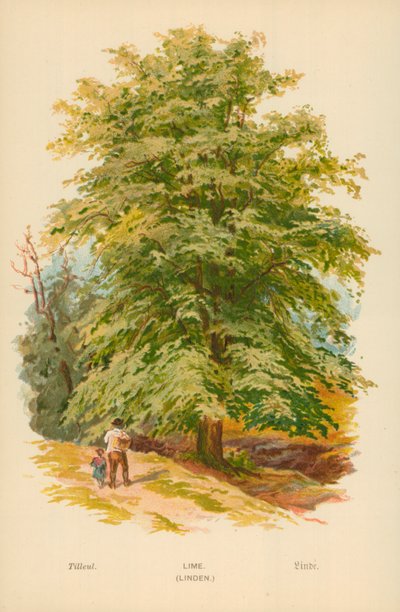 Tilleul - William Henry James Boot